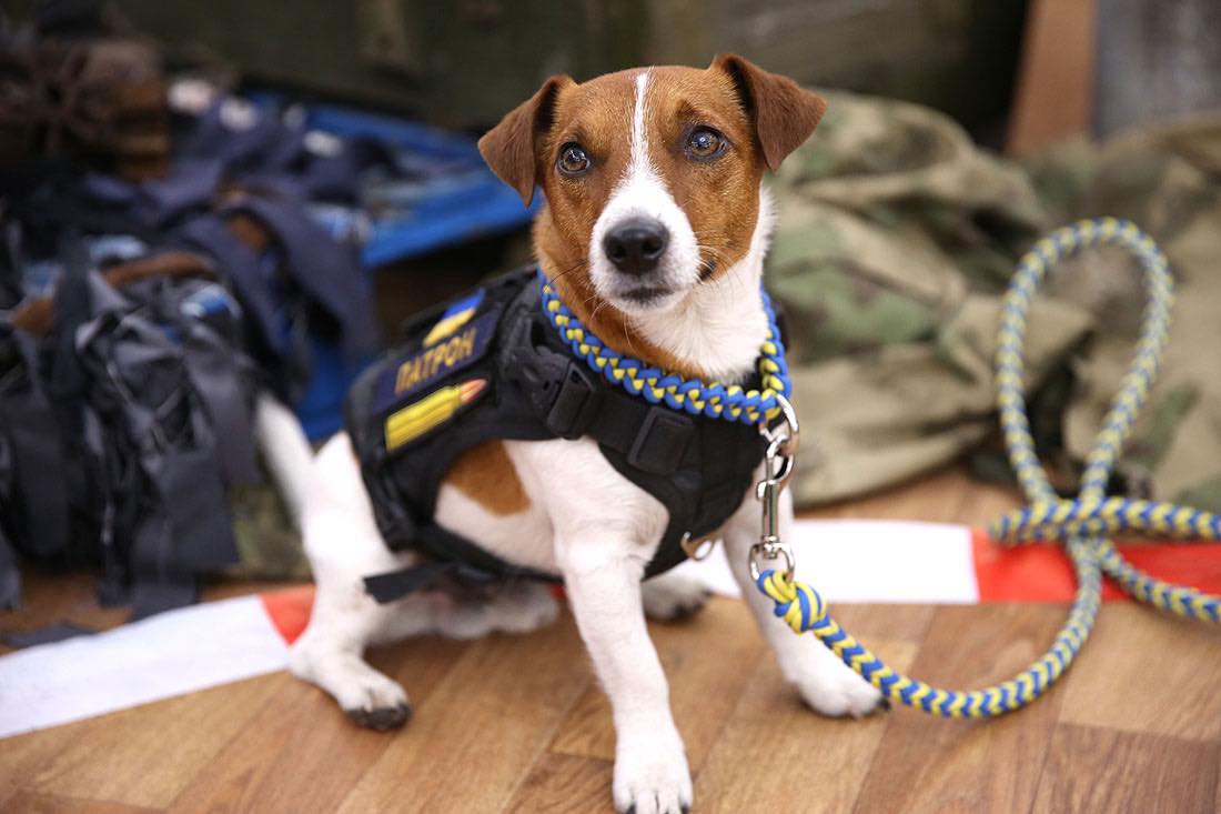 Patron the dog becomes the director of the UAnimals communications department!