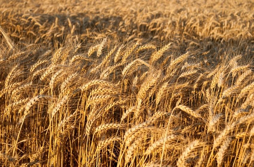 The court arrested six ships that exported stolen Ukrainian grain