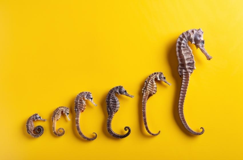 Secrets of the Black Sea: what is the fate of seahorse?