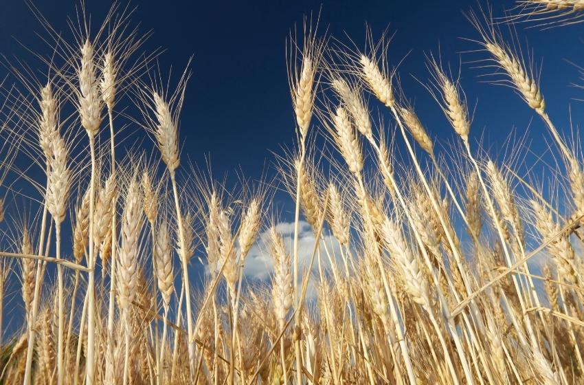 30 key agricultural facts for the Independence Day of Ukraine